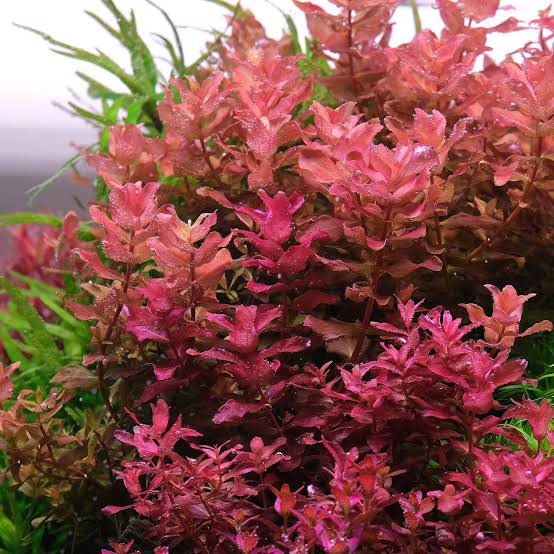 Rotala macrandra Red
